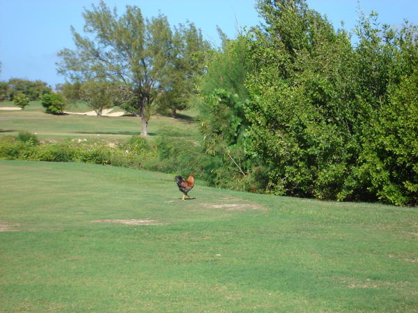 This rooster owns the 17th tee