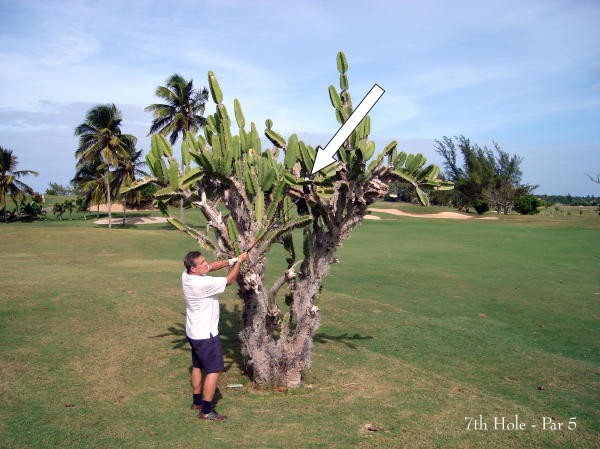 Stan has all the luck on a golf course