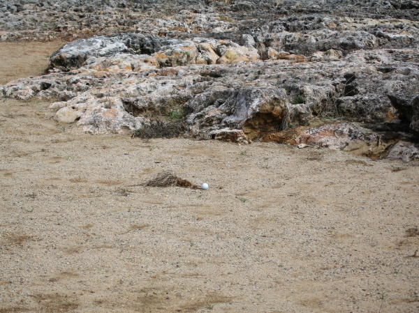 You can't really see them but in this pictures there are at least 50 hornets around Ron's ball in the waste bunker on 18. Ron donated  the ball