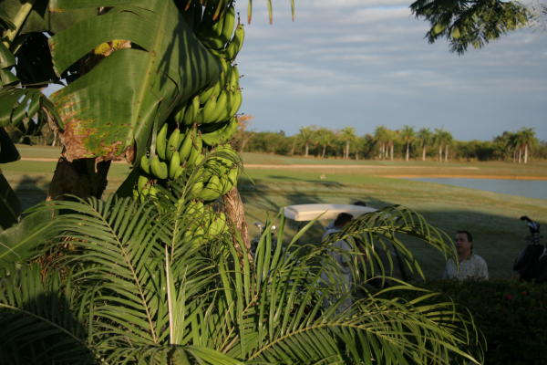 Off the 2nd tee - bananas growing in someone's back yard